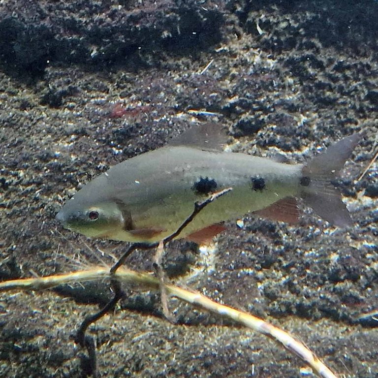 Suriname Leporinus