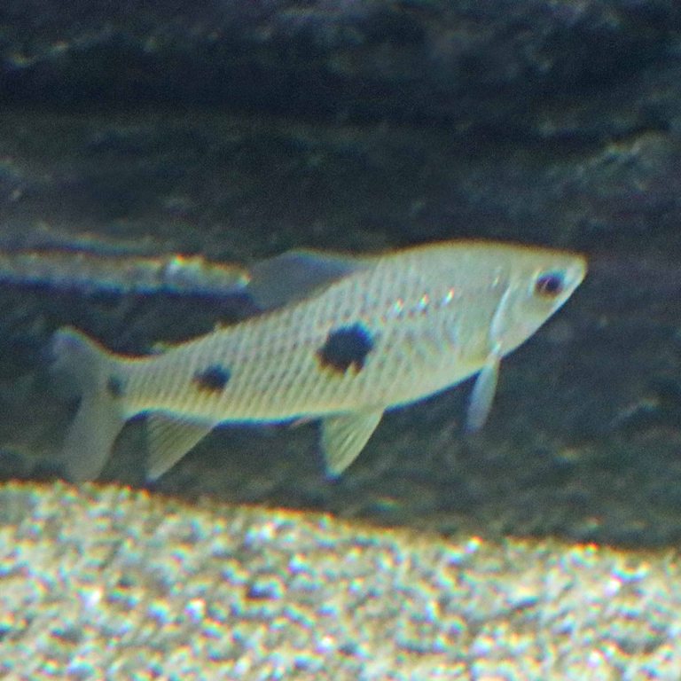 Threespot Leporinus