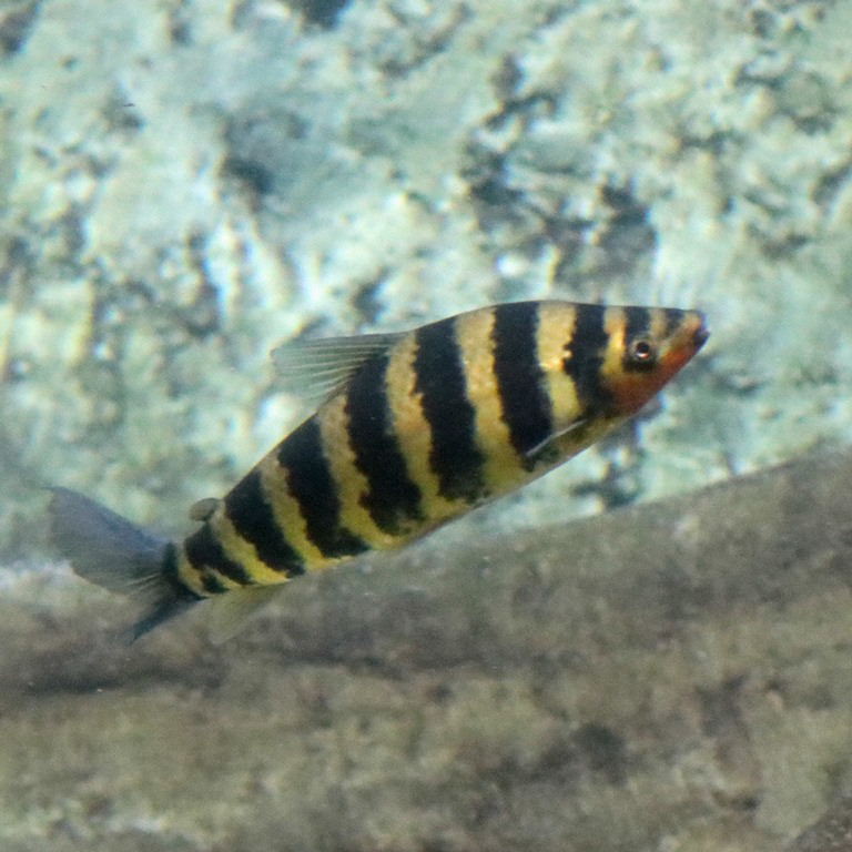 Banded Leporinus