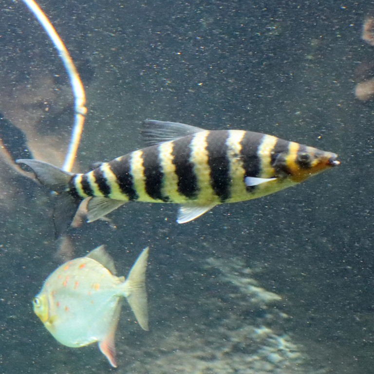 Banded Leporinus