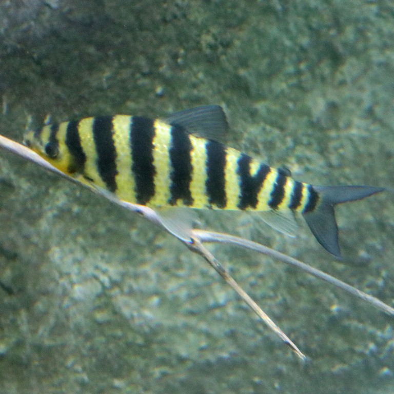Banded Leporinus
