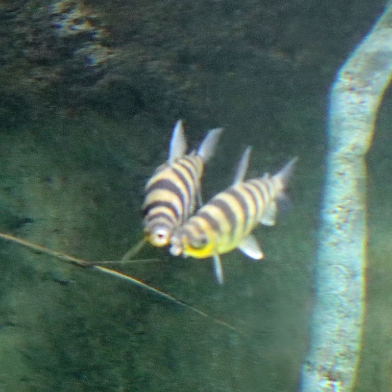 Banded Leporinus