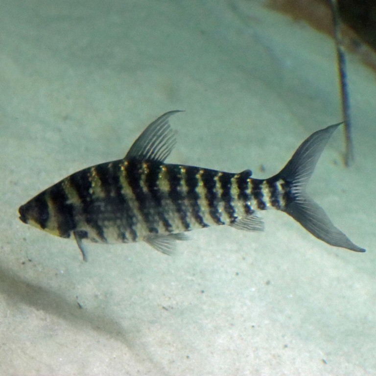 Striped Leporinus