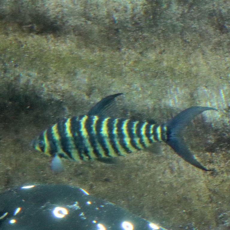 Striped Leporinus