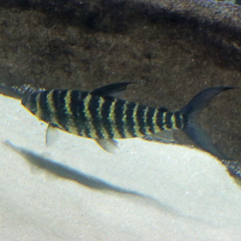 Striped Leporinus