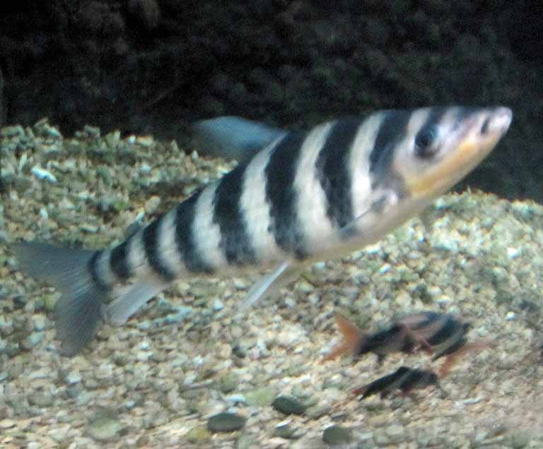 Striped Leporinus