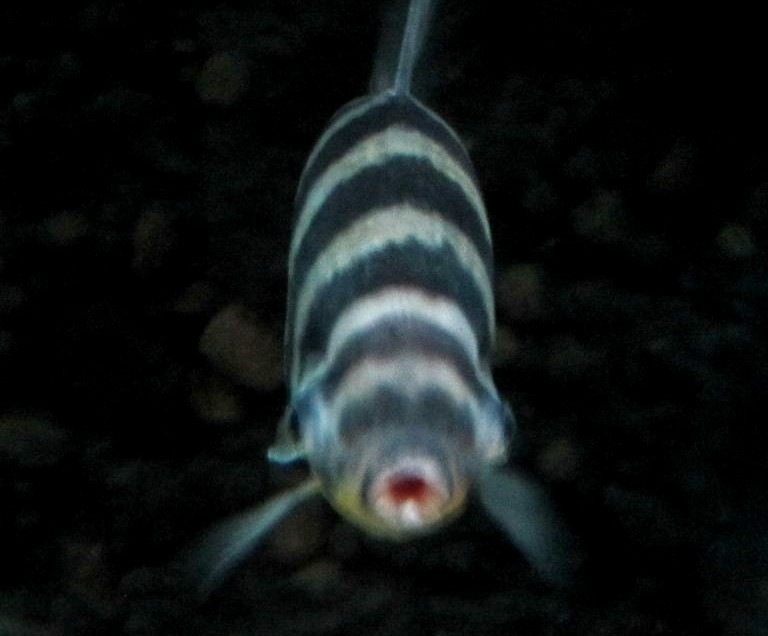 Striped Leporinus