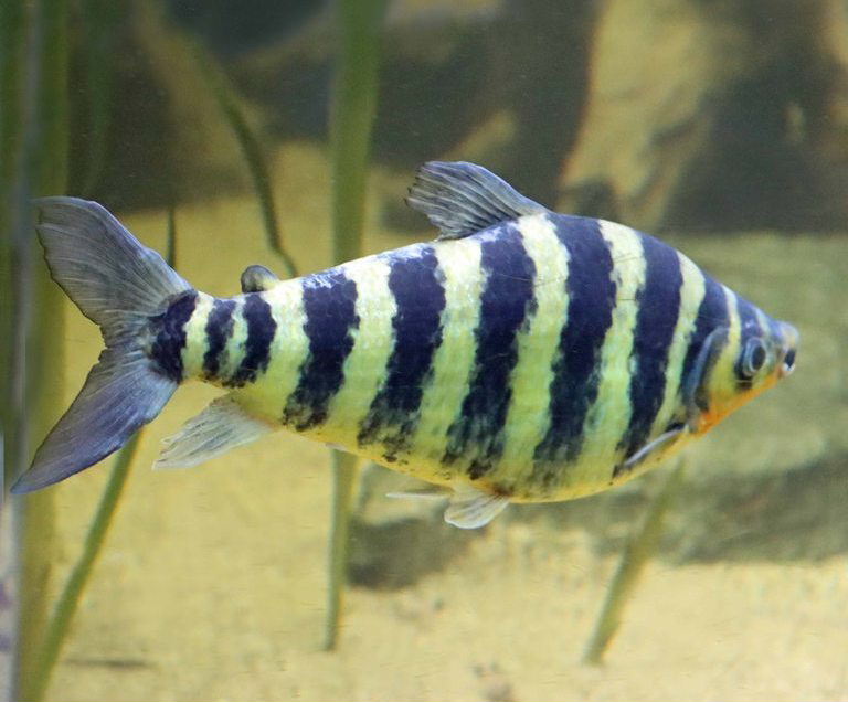 Striped Leporinus