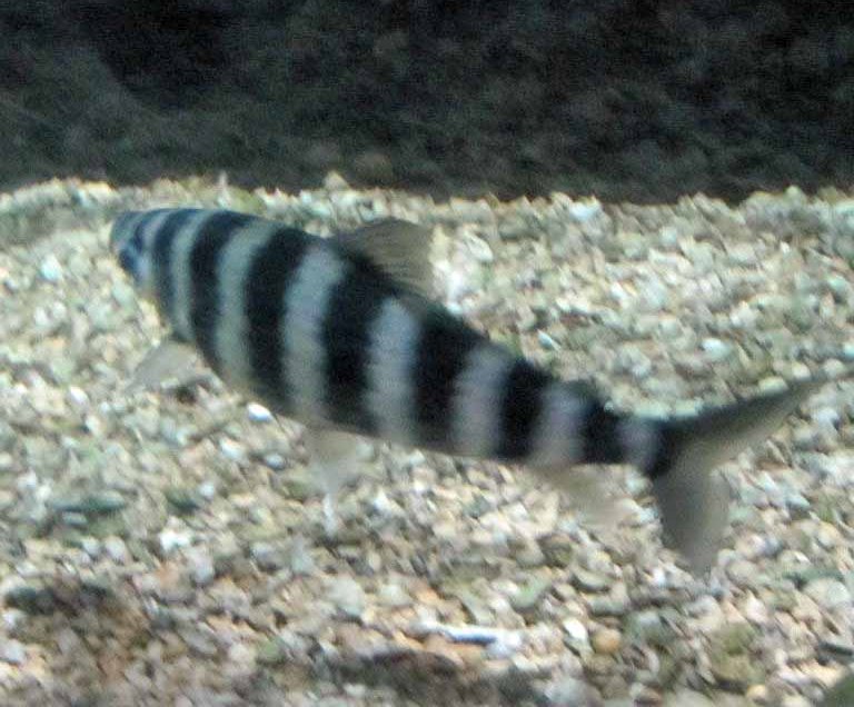 Striped Leporinus
