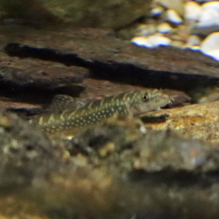 Galaxy Loach