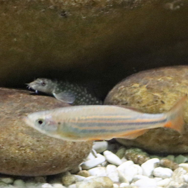 Galaxy Loach with Malabar Danio