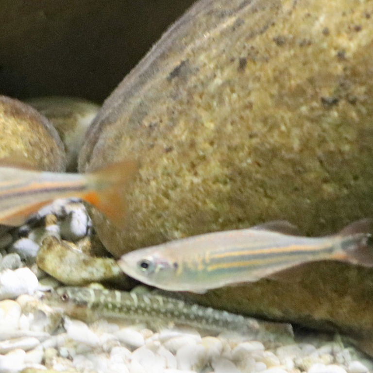 Galaxy Loach with Malabar Danio