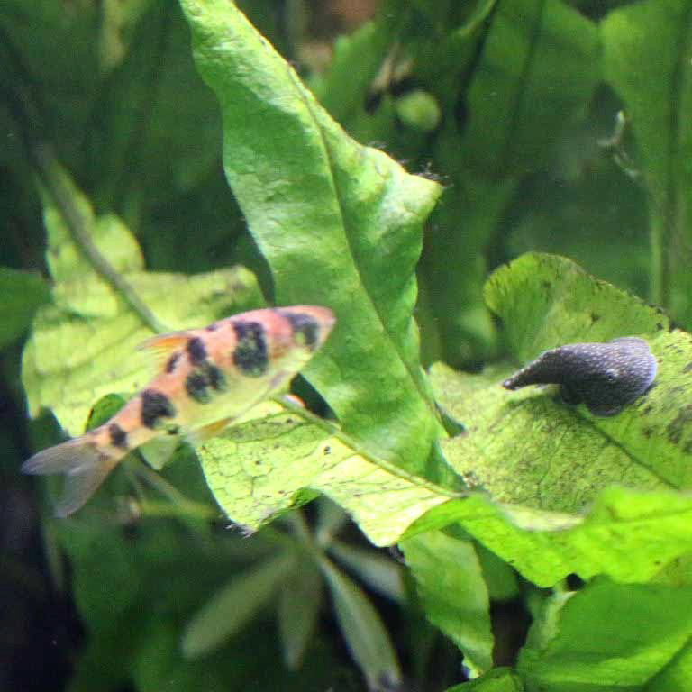 Hillstream Loach with Barb