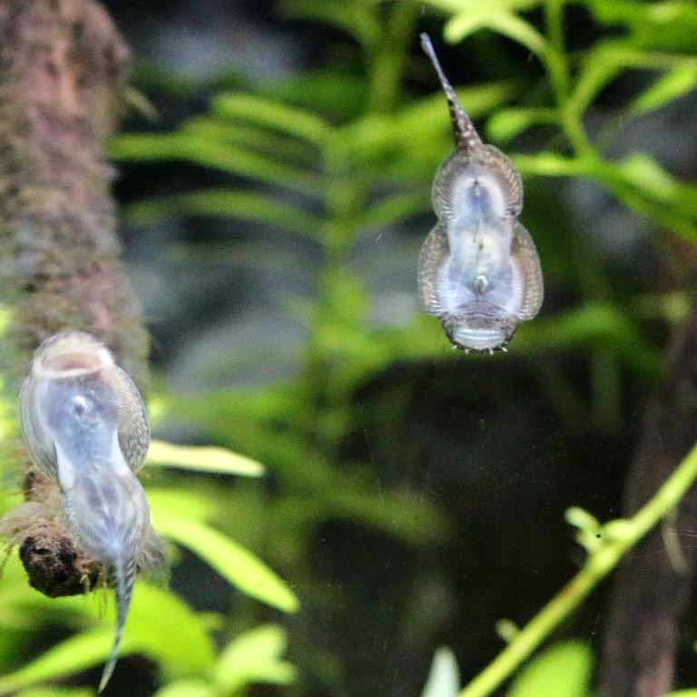 Hillstream Loach underside