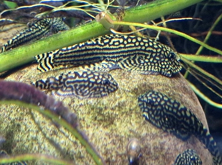 Spotted Hillstream Loach