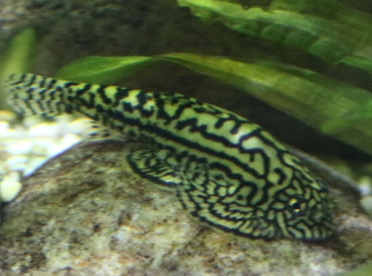 Reticulated Hillstream Loach