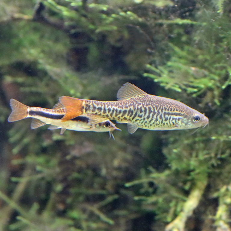 Lake Inle Loach pair