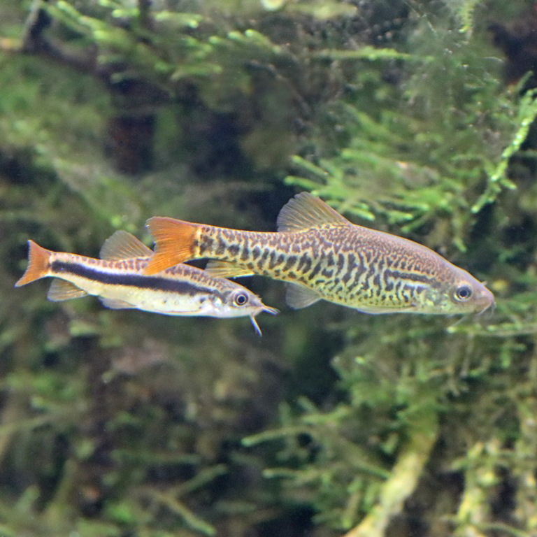 Lake Inle Loach pair