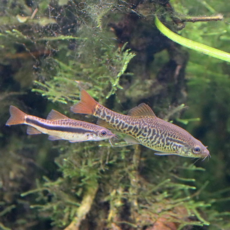 Lake Inle Loach pair