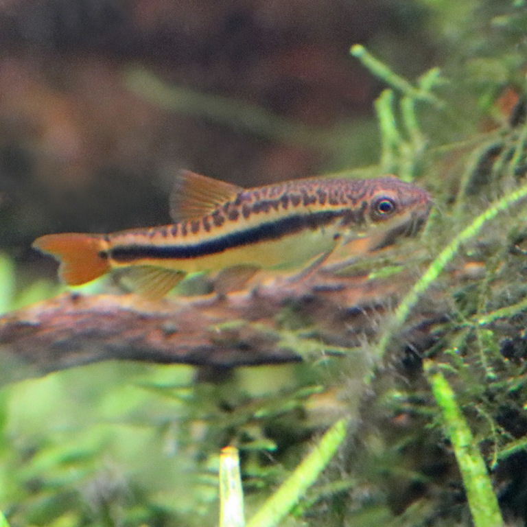Lake Inle Loach male