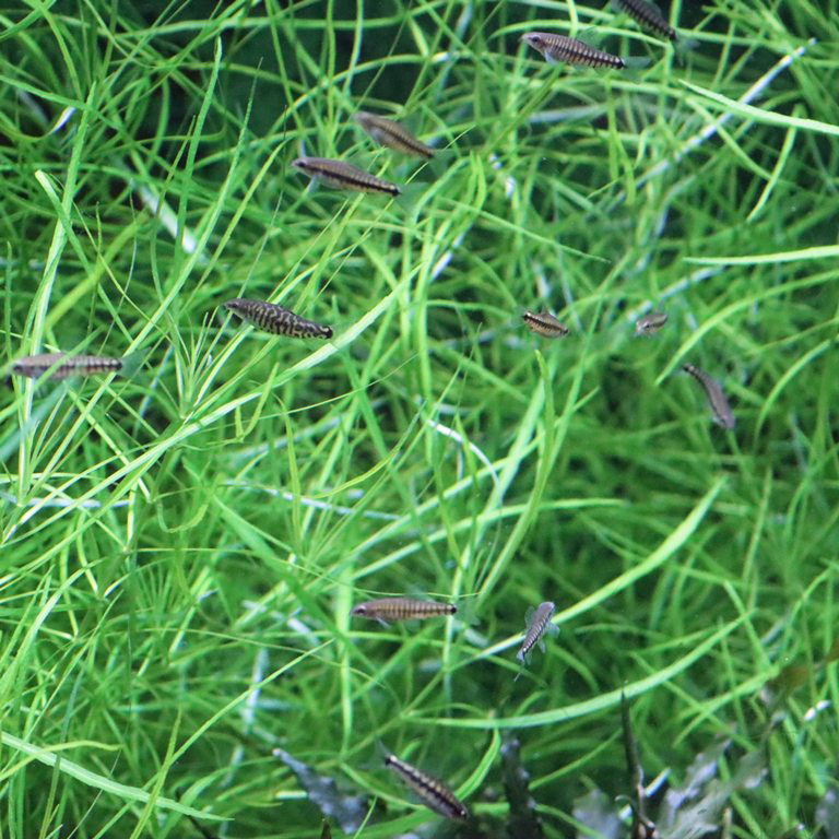 Vietnam Multi-banded Zebra Loach