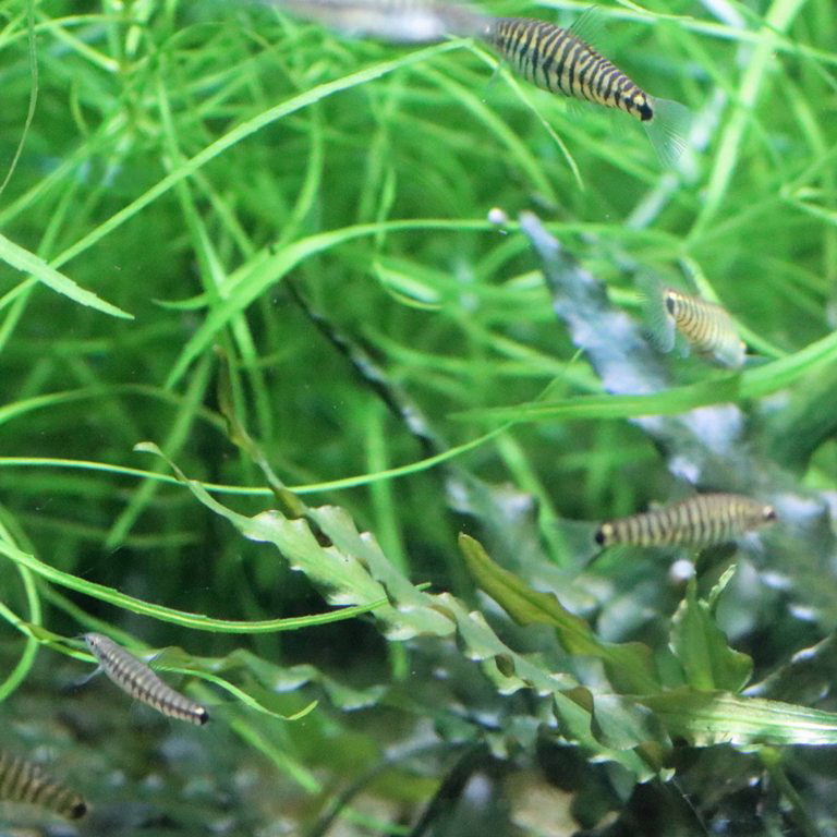Vietnam Multi-banded Zebra Loach
