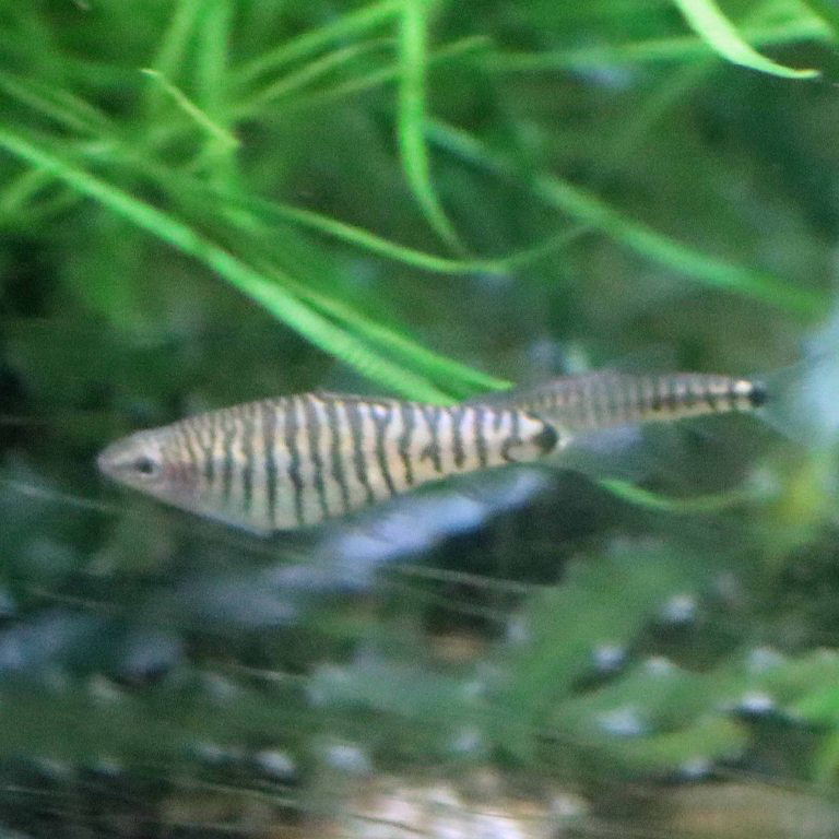 Vietnam Multi-banded Zebra Loach