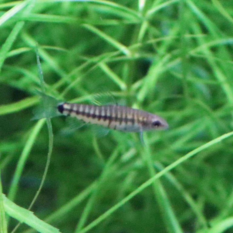 Vietnam Multi-banded Zebra Loach
