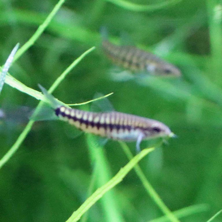 Vietnam Multi-banded Zebra Loach