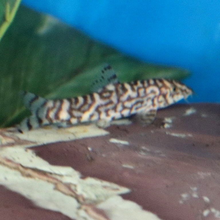 Yoyo Loach