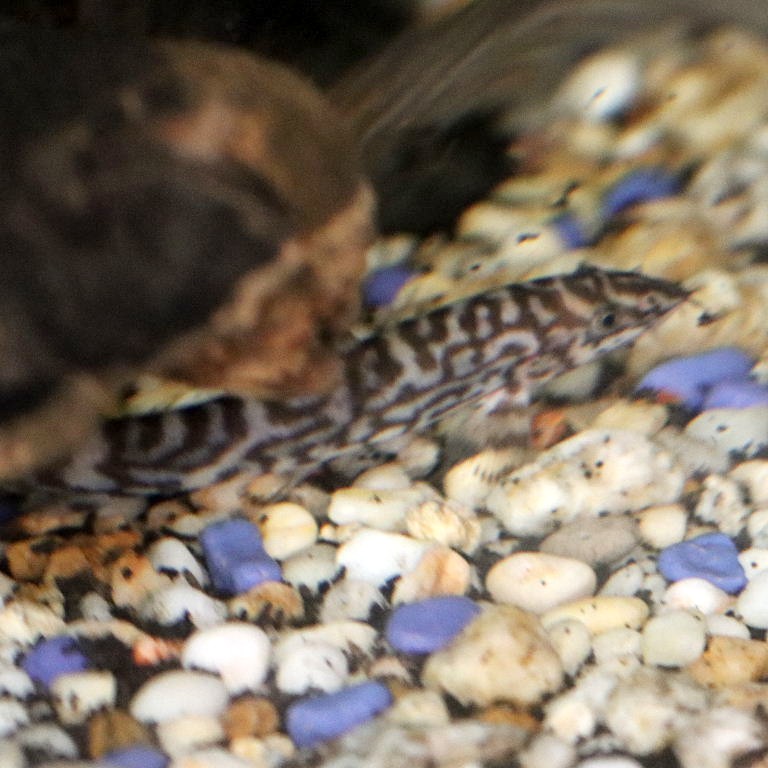 Yoyo Loach