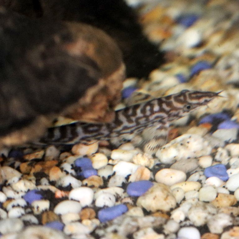 Yoyo Loach