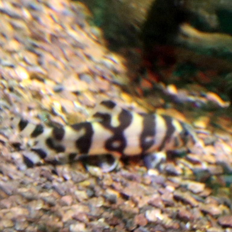 Yoyo Loach