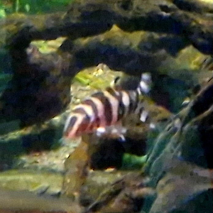 Yoyo Loach