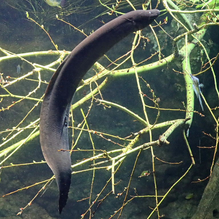 American Lungfish