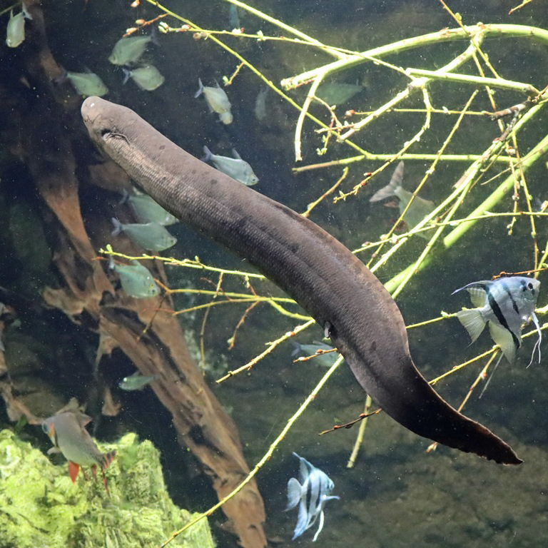 American Lungfish