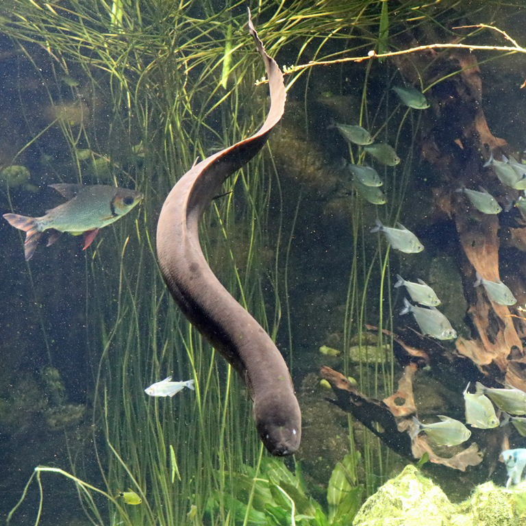 American Lungfish