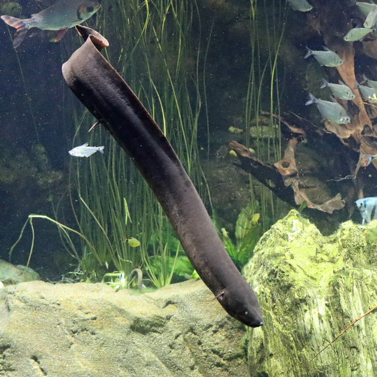 American Lungfish