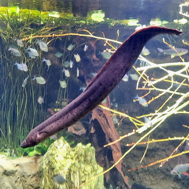 American Lungfish