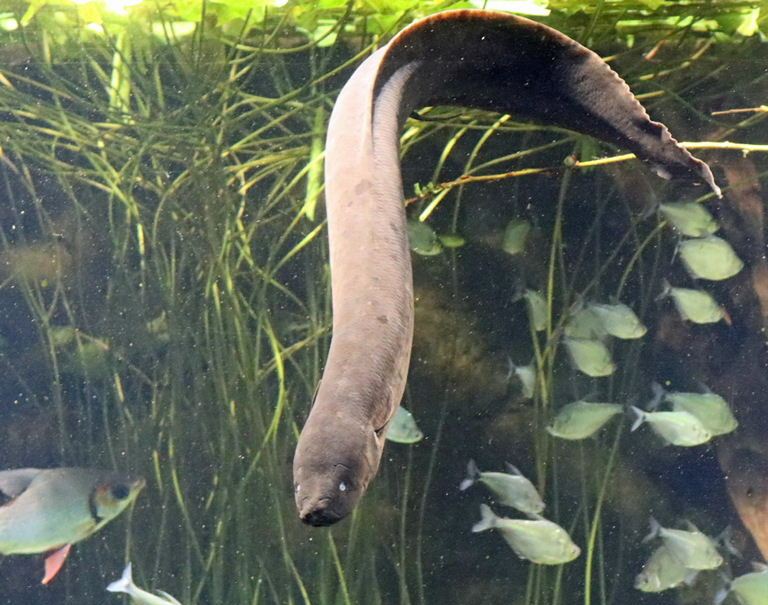 American Lungfish