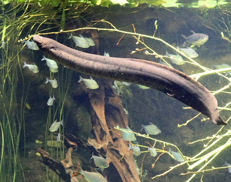 American Lungfish