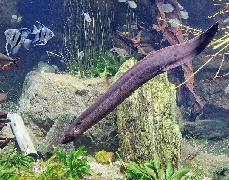 American Lungfish