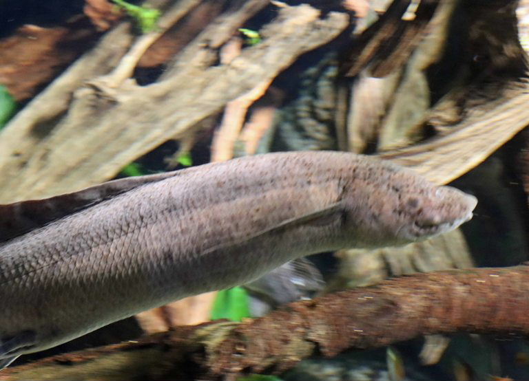 West African Lungfish