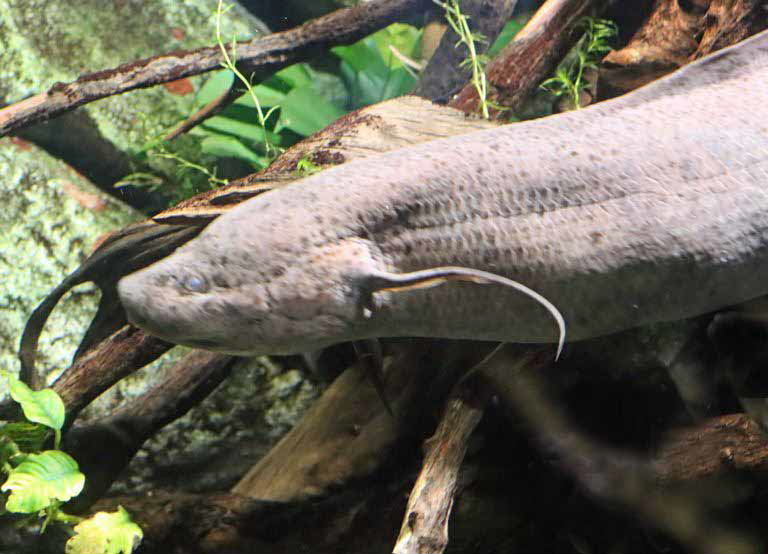 West African Lungfish