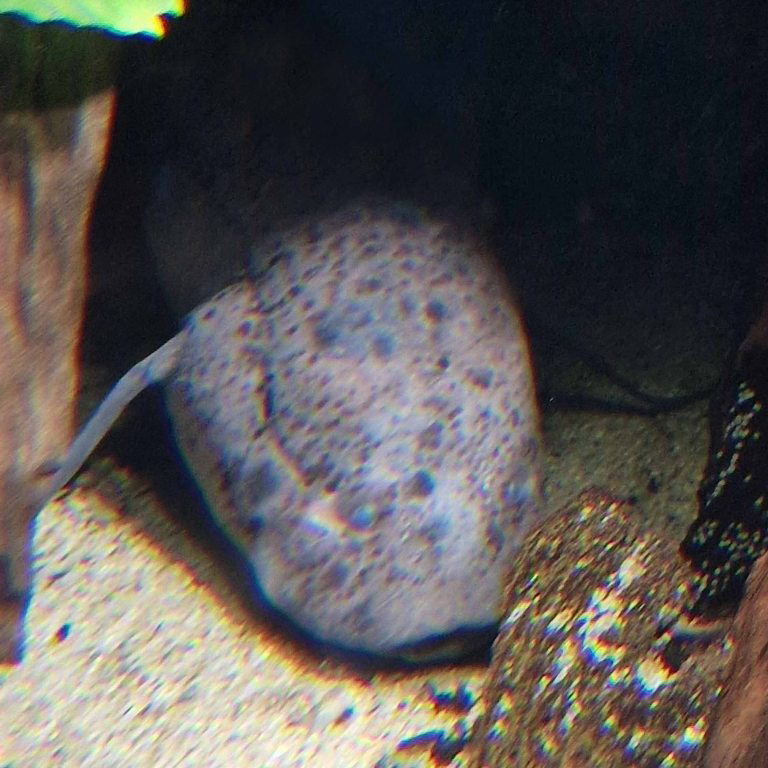West African Lungfish