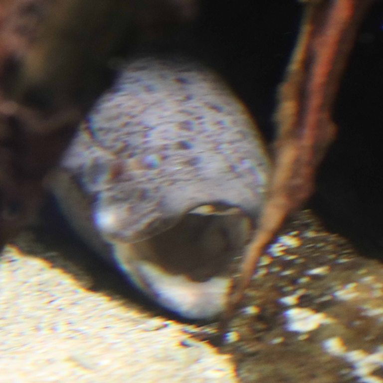 West African Lungfish