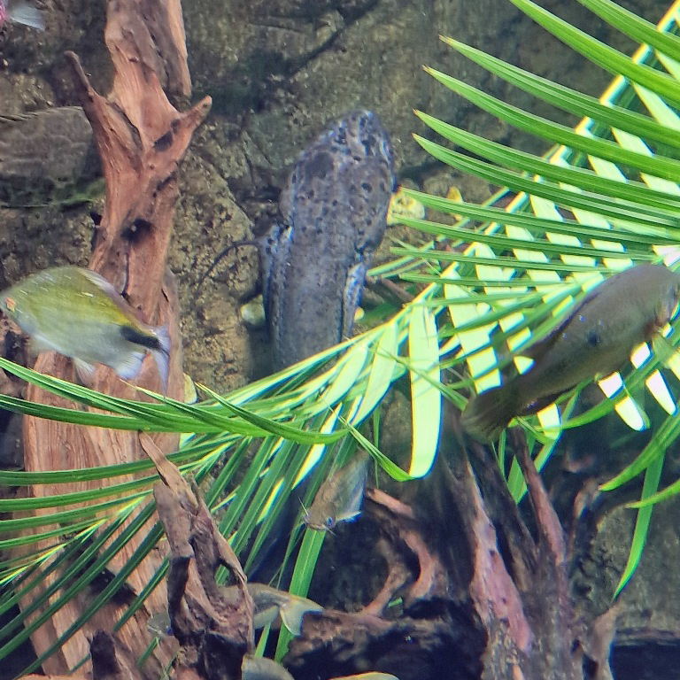 West African Lungfish
