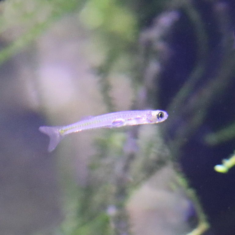 Dracula Minnow