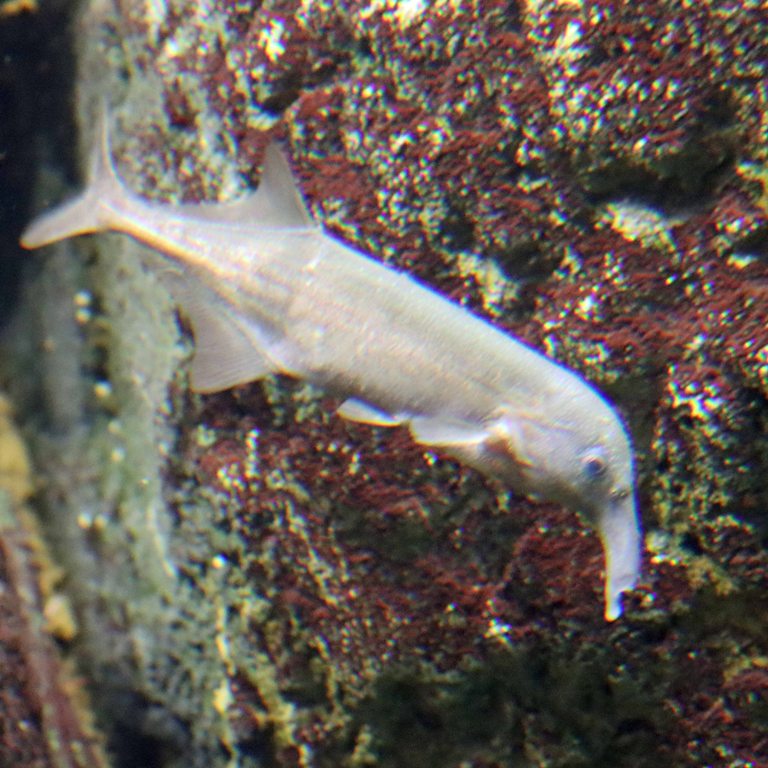 Kasai Elephant-nosed Fish