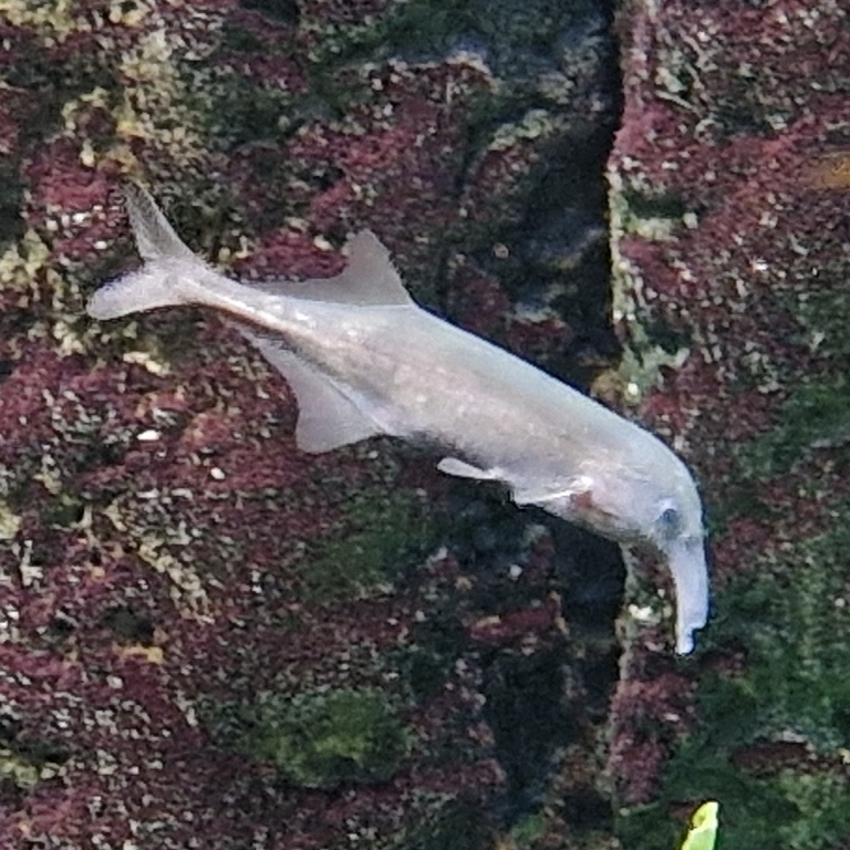 Kasai Elephant-nosed Fish